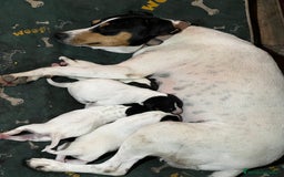 Ratonero Bodeguero Andaluz perros en venta: Bodeguero hembra  - Imagen 1