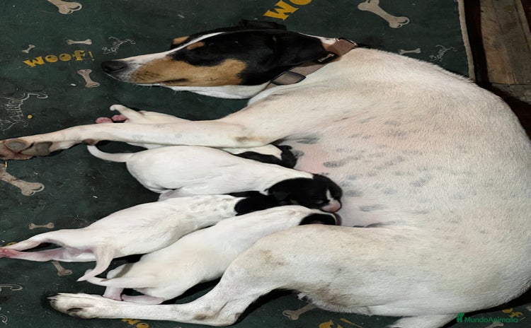 Ratonero Bodeguero Andaluz perros - Anuncio 5