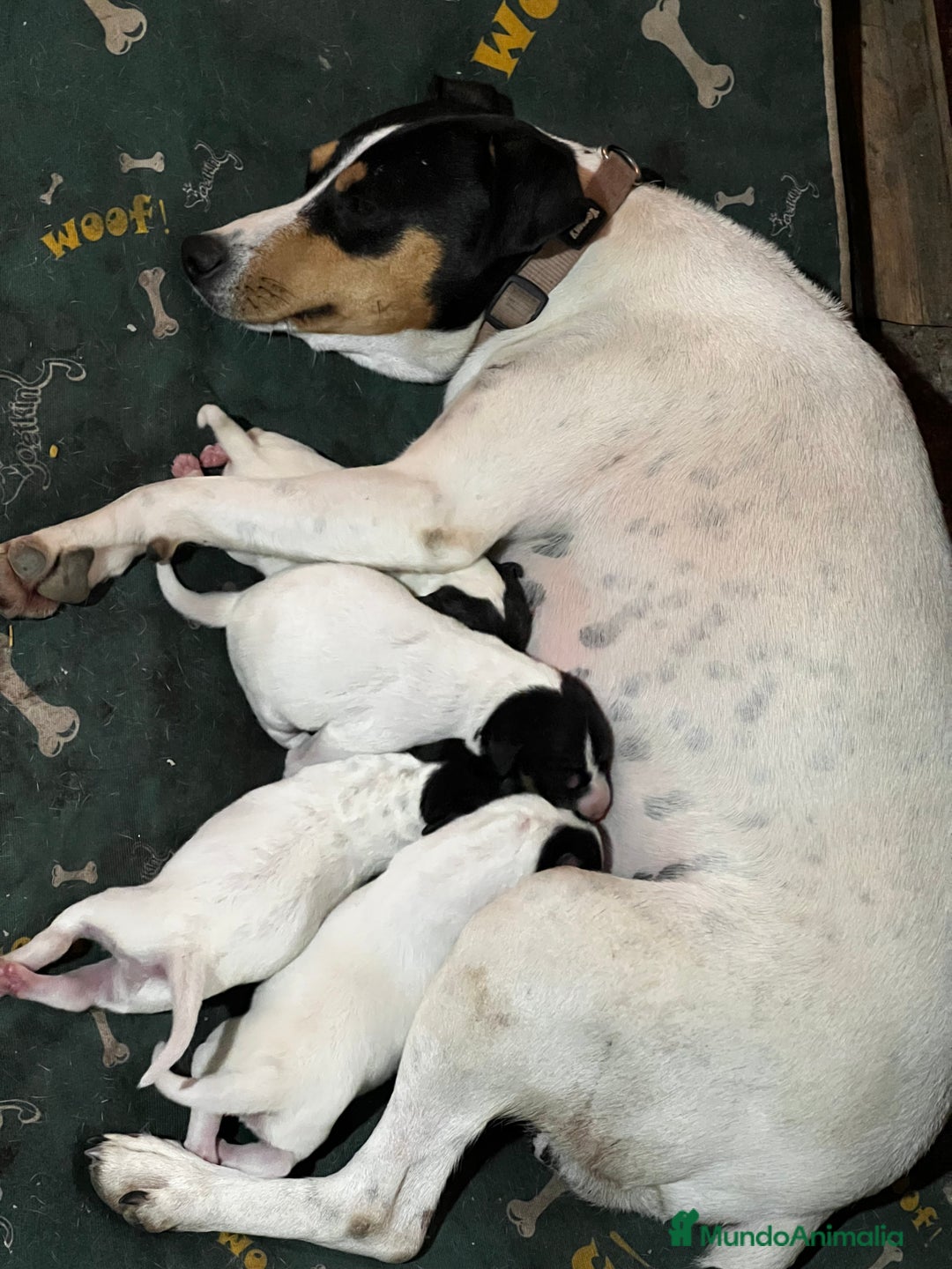 Ratonero Bodeguero Andaluz perros en venta: Bodeguero hembra  - Imagen 1