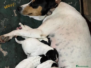 Ratonero Bodeguero Andaluz perros - Anuncio 33