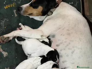 Ratonero Bodeguero Andaluz perros Bodeguero hembra - Anuncio 2