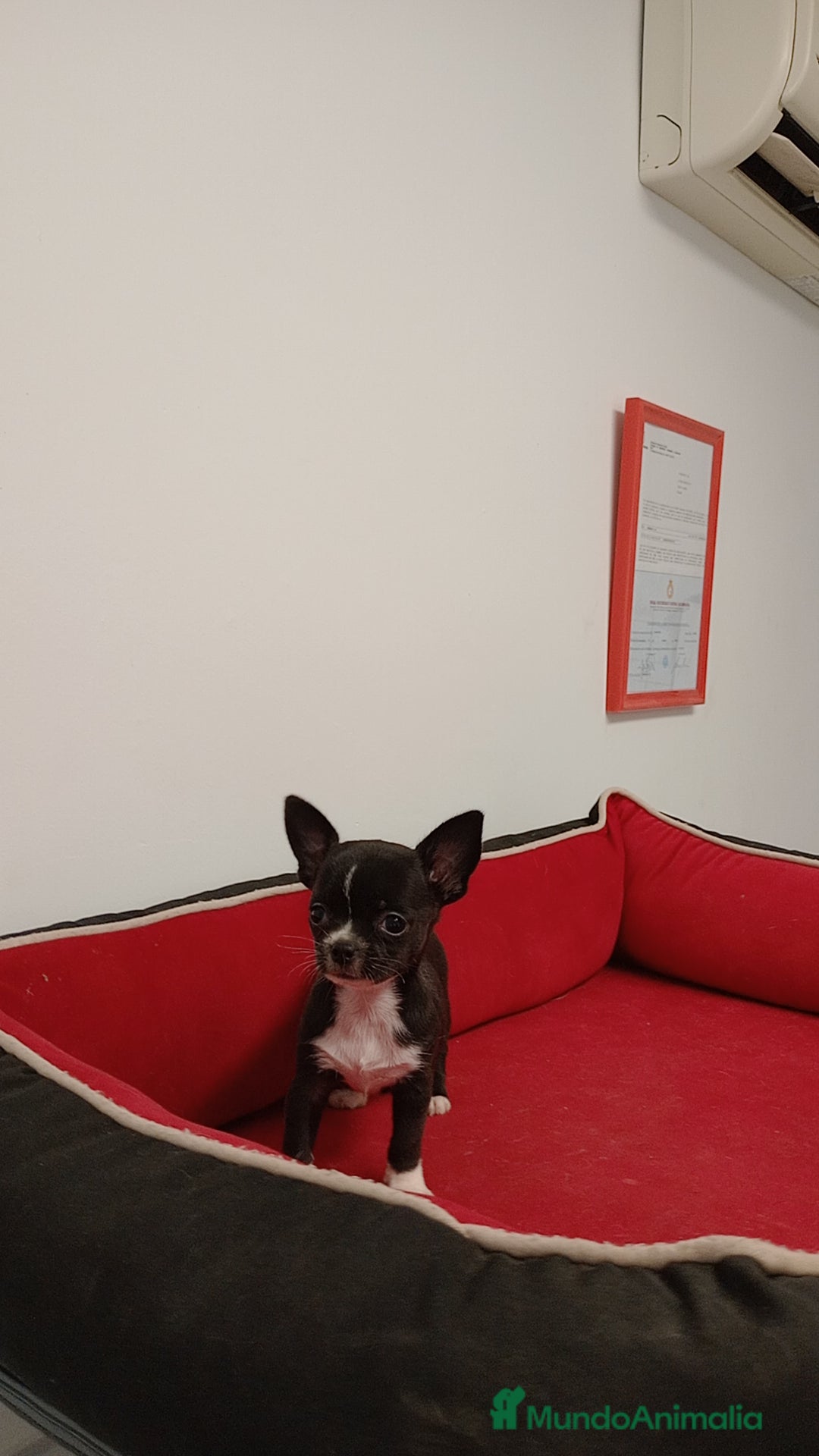 Chihuahua perros en venta: Chihuahua  - Imagen 2