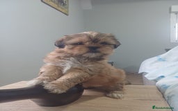 Shih Tzu perros en venta: Espectacular zhizu  - Anuncio 8