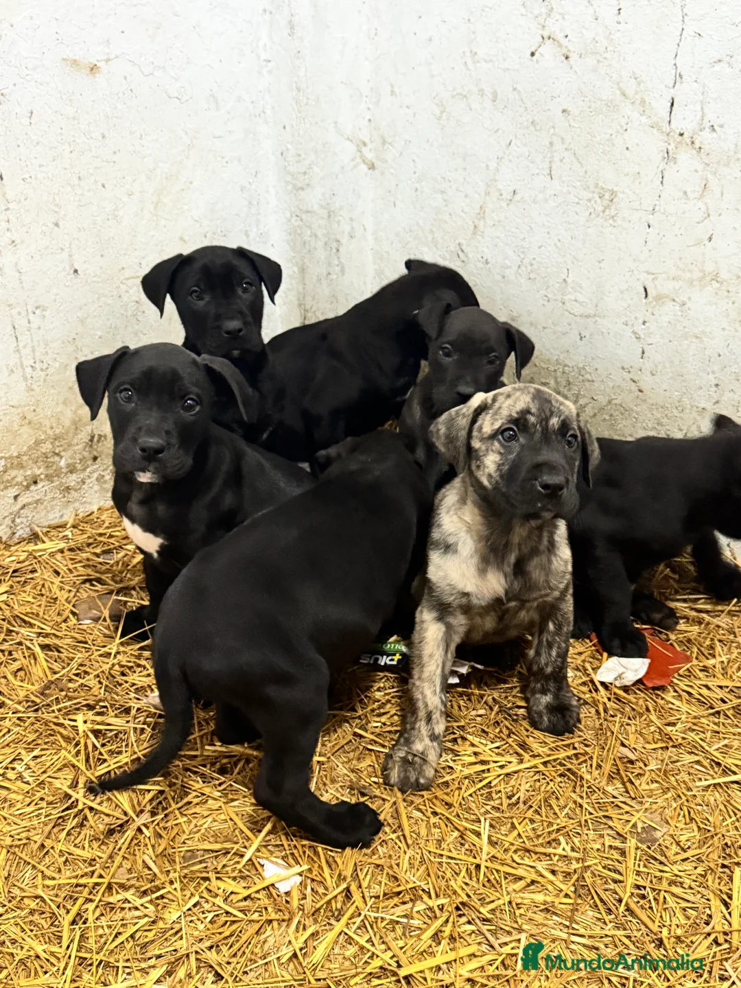 Presa Canario perros en venta: Camada de presa dogo canario  - Anuncio 9
