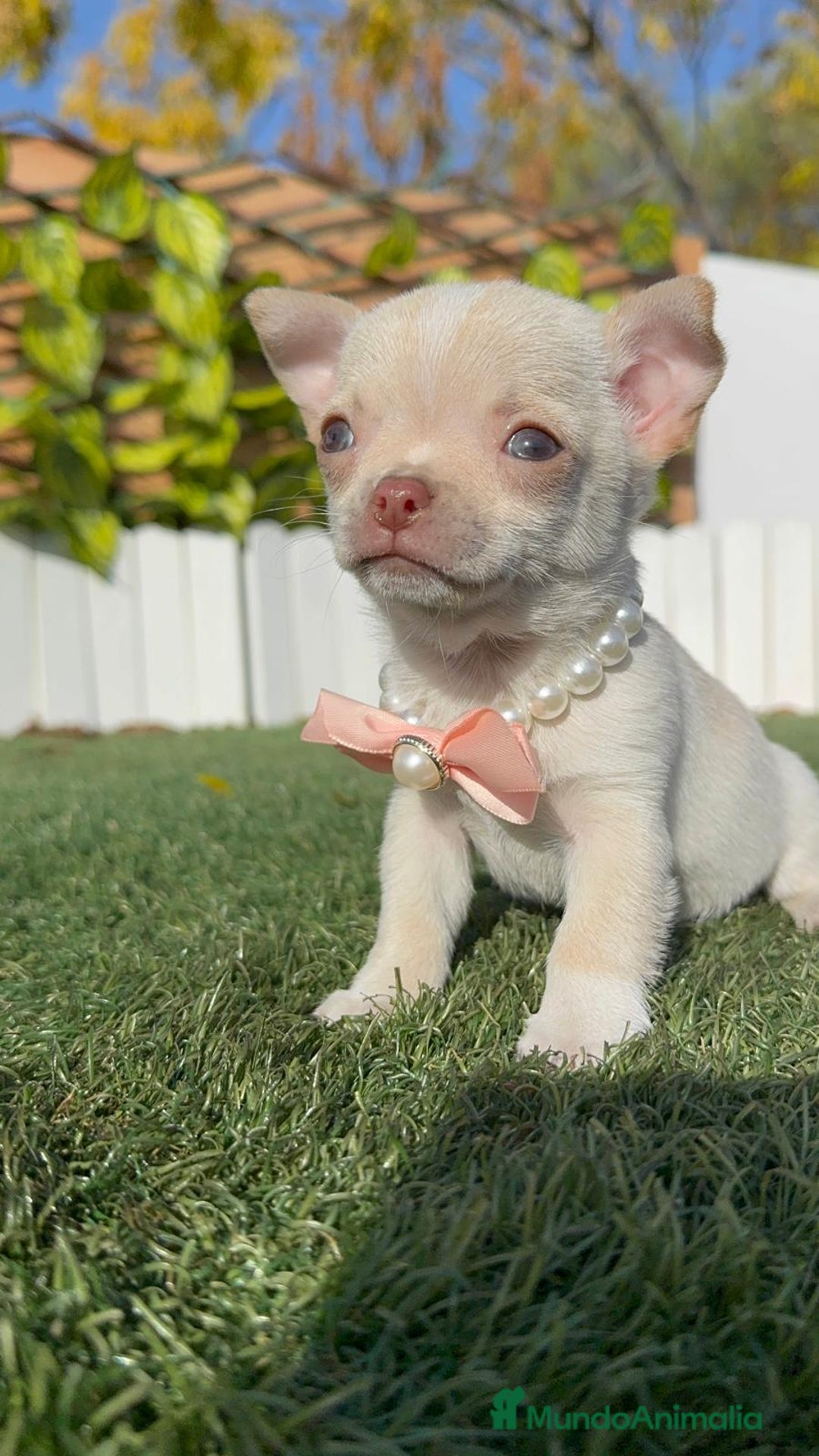 Chihuahua perros en venta: CHIHUAHUA HEMBRA - Anuncio 21