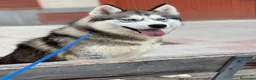Husky Siberiano perros en venta: Hembra adulta husky siberiano  - Anuncio 1