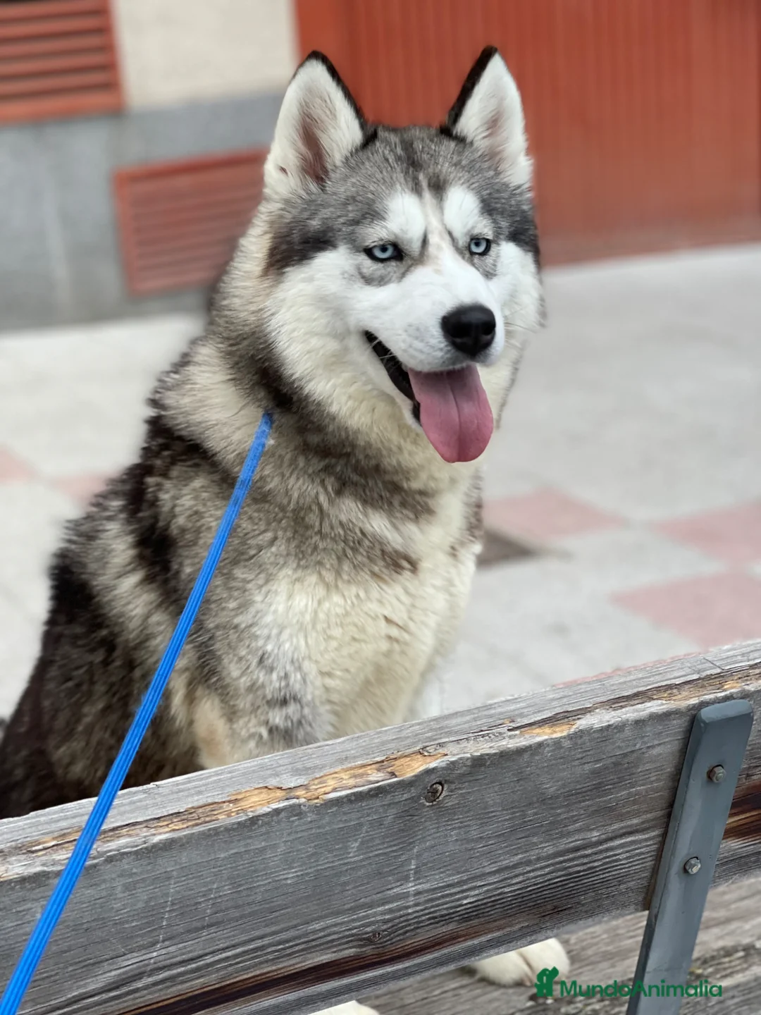 Husky Siberiano perros en venta: Hembra adulta husky siberiano  - Anuncio 1