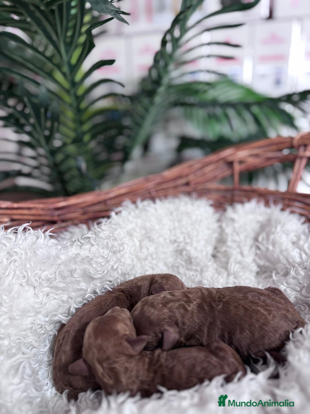 Caniche Toy perros en venta: CANICHE TOY  - Anuncio 5