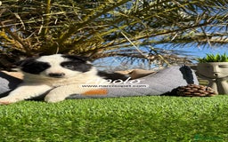 Border Collie perros en venta: BEBE DE BORDER COLLIE BLANCO - Imagen 6