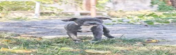 Staffordshire Bull Terrier perros en venta: Staffordshire Bull Terrier Blue - Anuncio 5