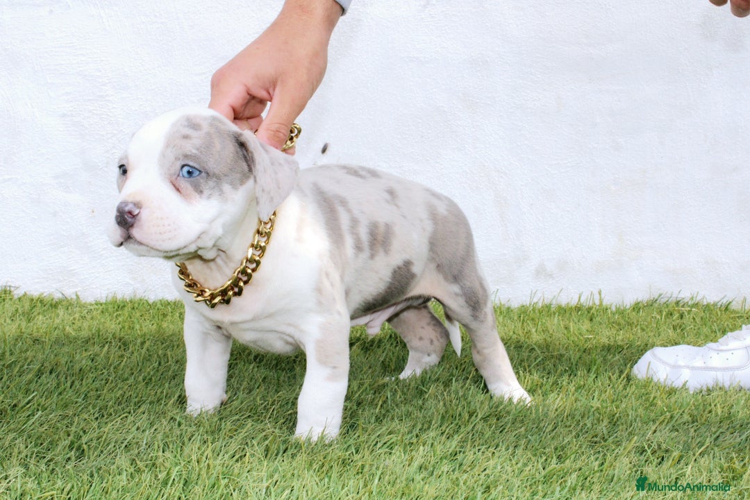 American Pit Bull Terrier perros en venta: American pitbull terrier unico en españa  - Imagen 9