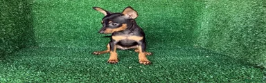 Pinscher Miniatura 2