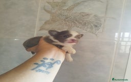 Chihuahua perros en venta: CHIHUAHUA TOY MACHO  - Imagen 6