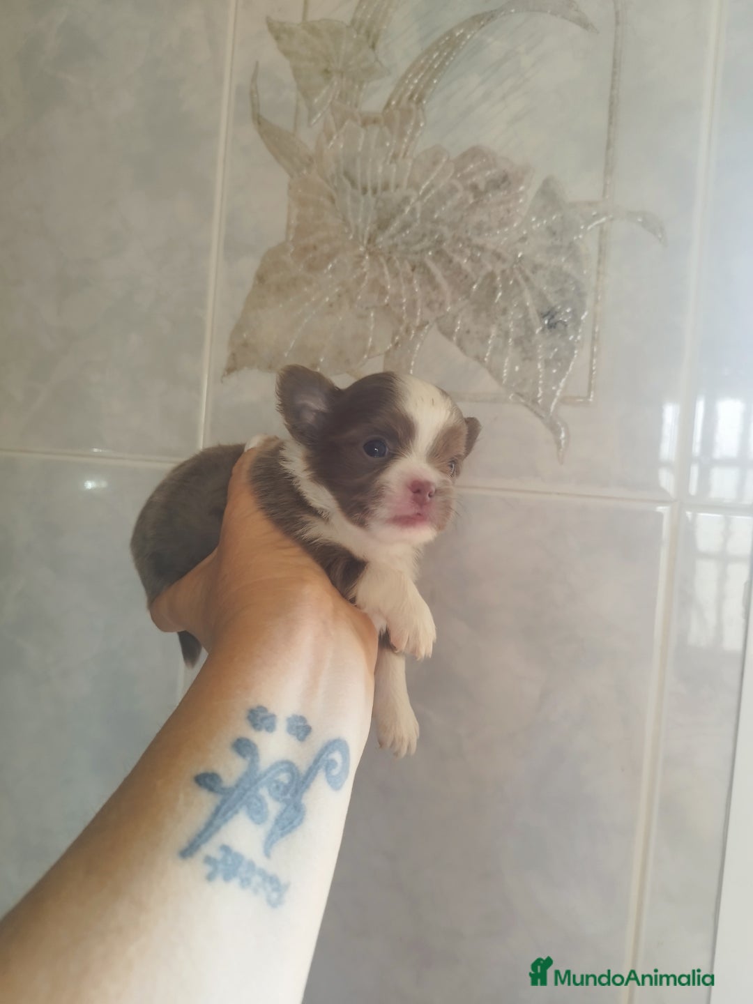 Chihuahua perros en venta: CHIHUAHUA TOY MACHO  - Imagen 6