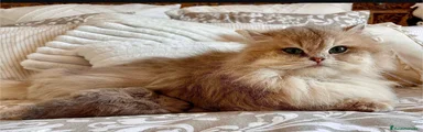 Británico de Pelo Corto 1
