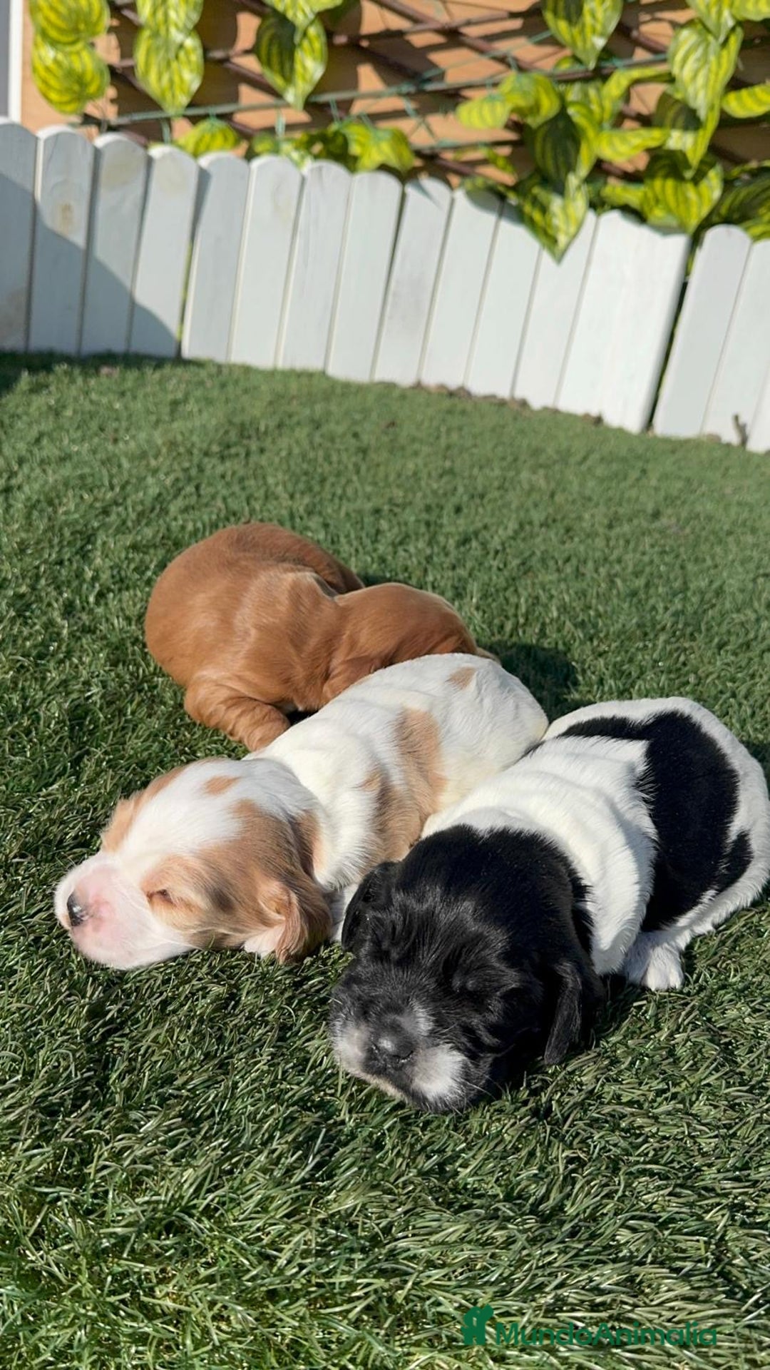 Cocker Spaniel Inglés perros en venta: COCKER SPANIEL INGLES - Anuncio 16