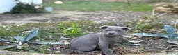 Thai Ridgeback Dog perros en venta: 🐕🐾🐾 Thai Ridgeback Dog - Exclusividad Absoluta! - Anuncio 7