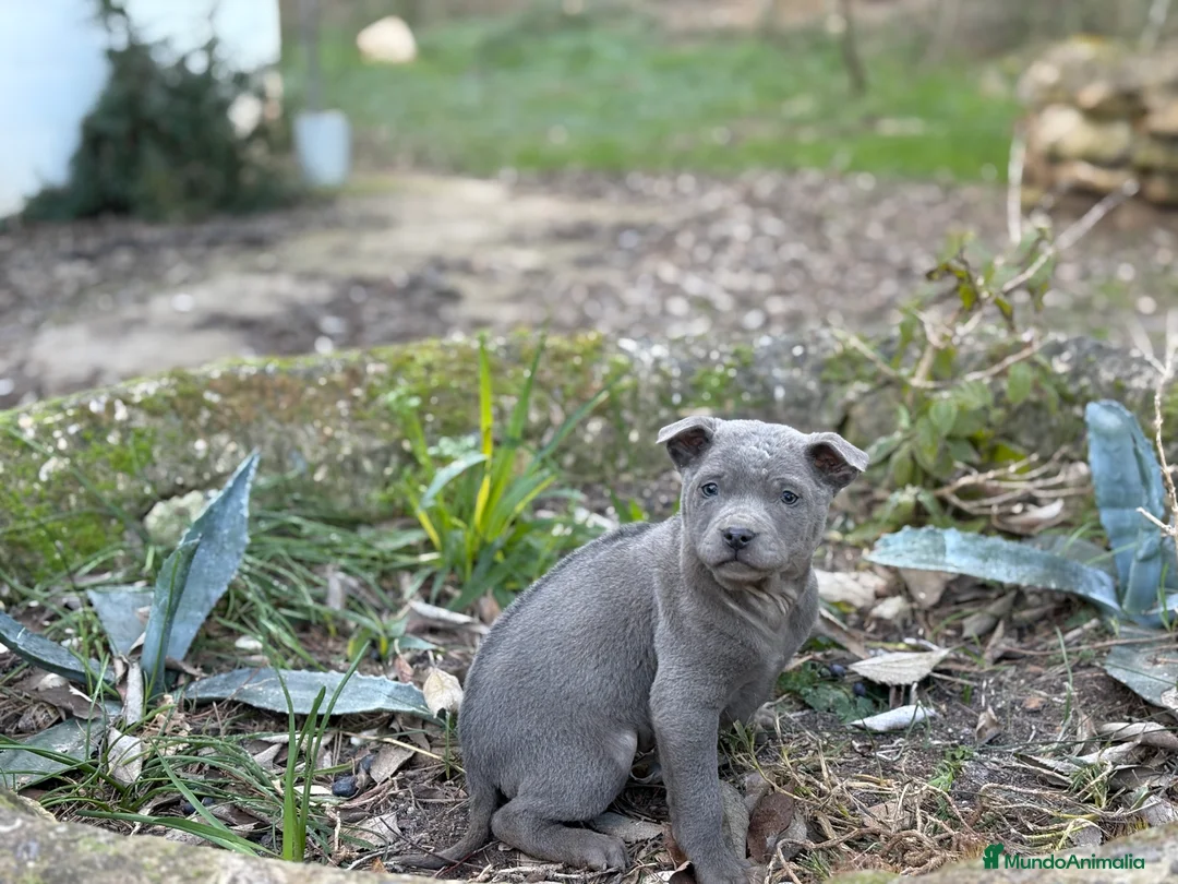 Thai Ridgeback Dog perros en venta: 🐕🐾🐾 Thai Ridgeback Dog - Exclusividad Absoluta! - Anuncio 7