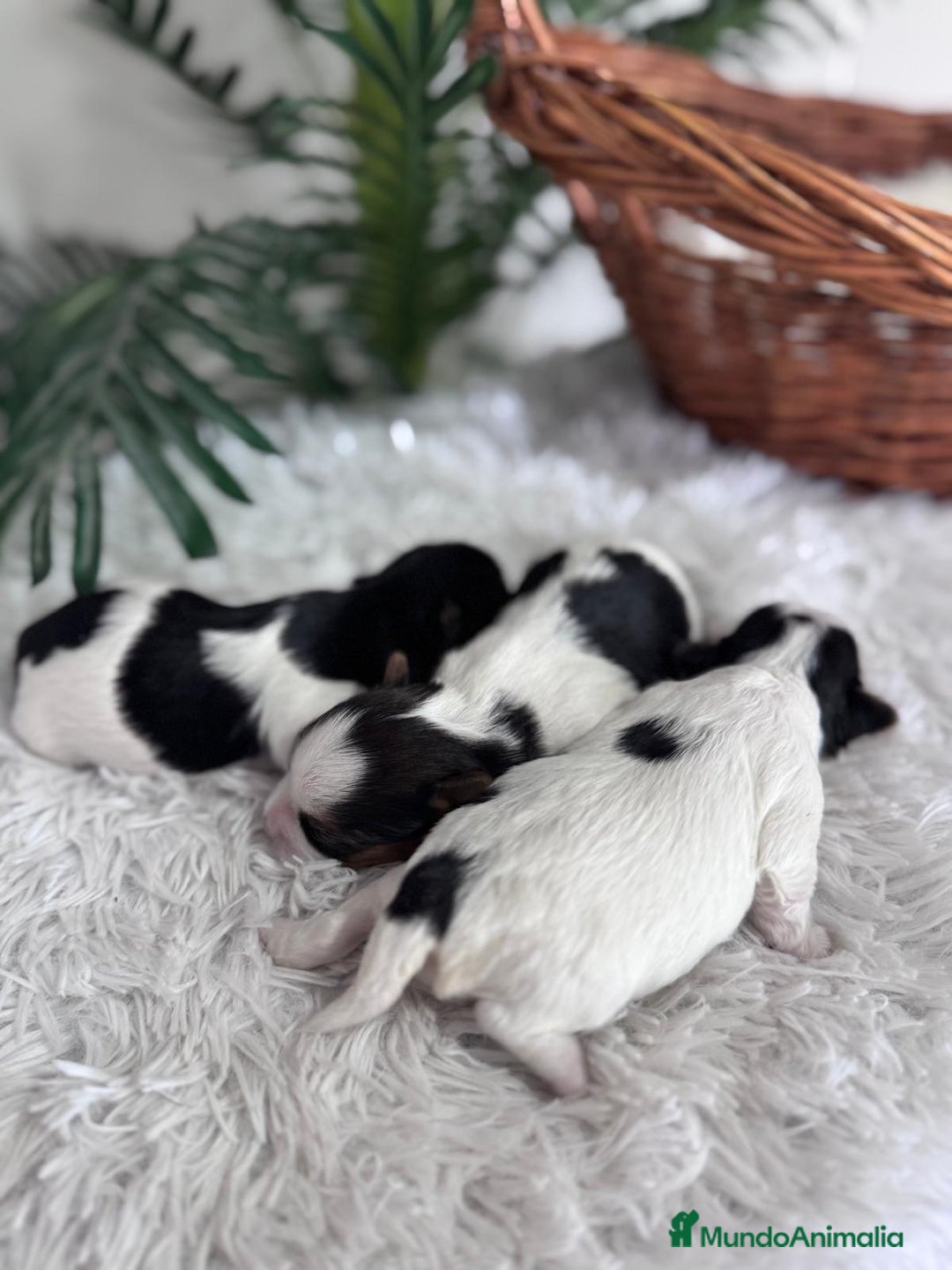 Yorkshire Terrier perros en venta: YORKSHIRE BIEWER HEMBRAS - Anuncio 7