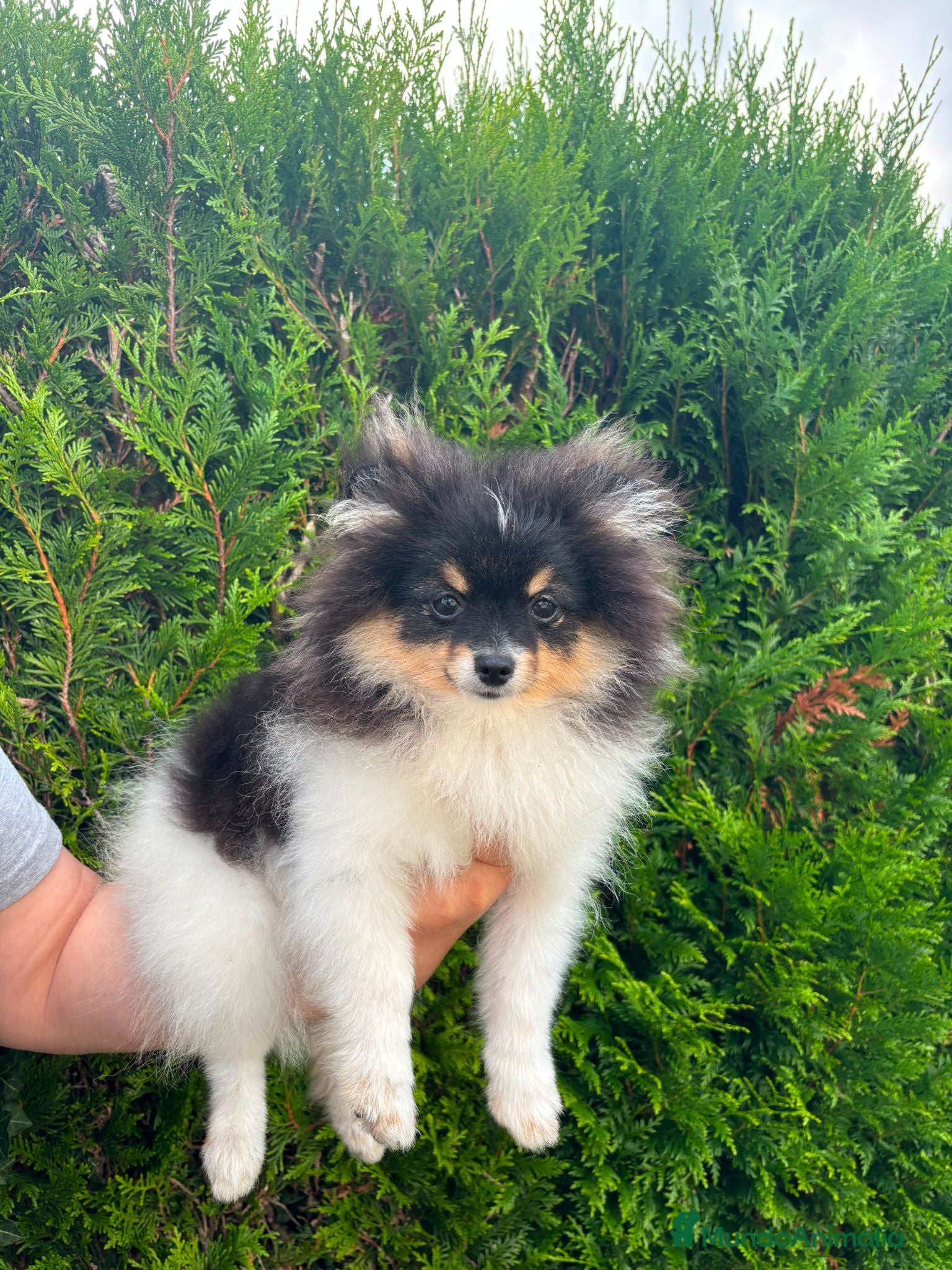 Pomerania perros Pomerania toy tricolor  - Anuncio 2