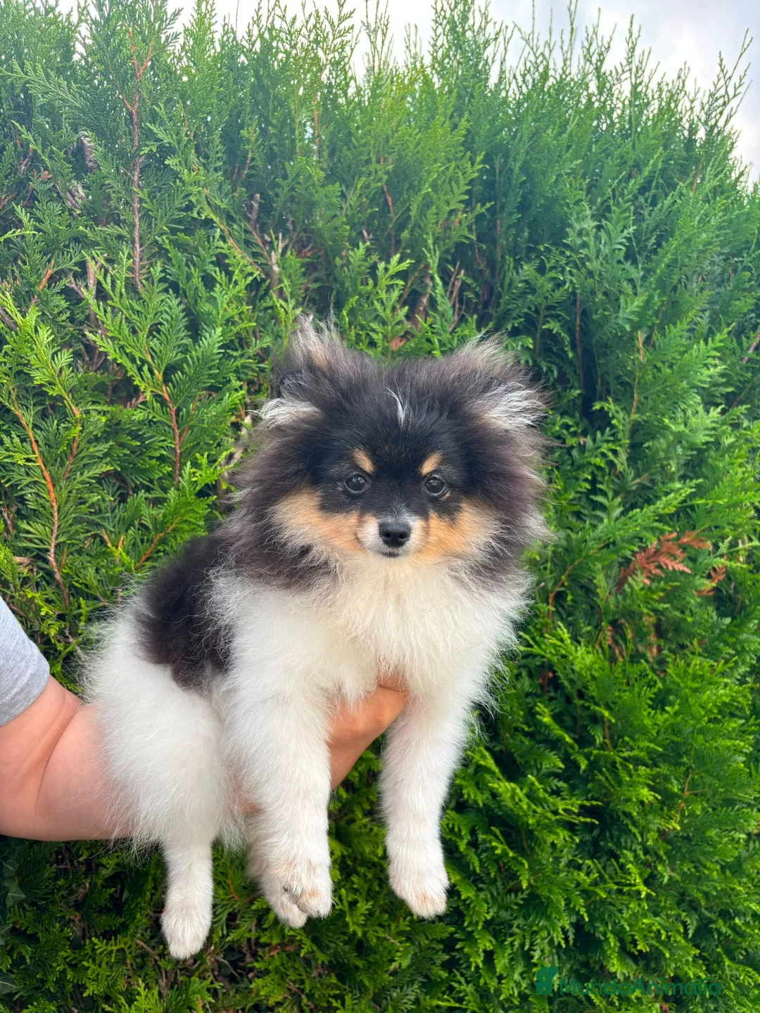 Pomerania perros en venta: Pomerania toy tricolor  - Anuncio 1