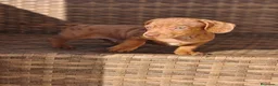 Teckel Miniatura perros en venta: Teckel Mini Arlequín macho ojos claros - Anuncio 3
