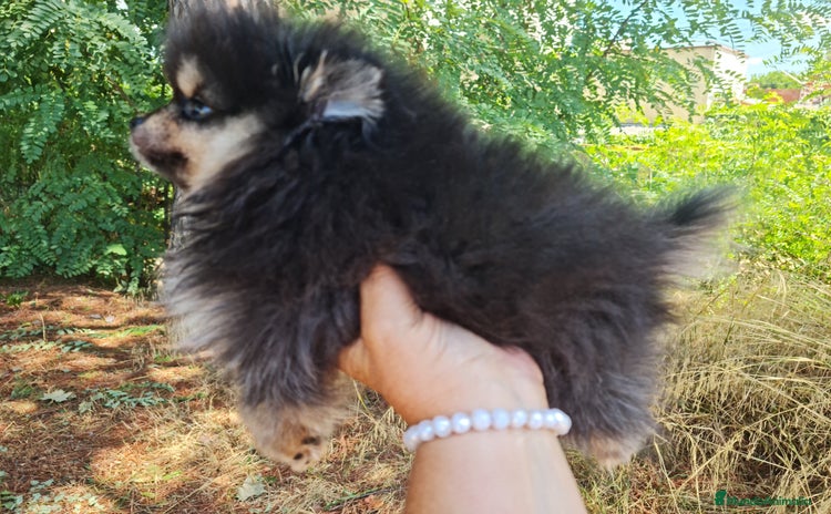 Pomerania perros - Propaganda 4