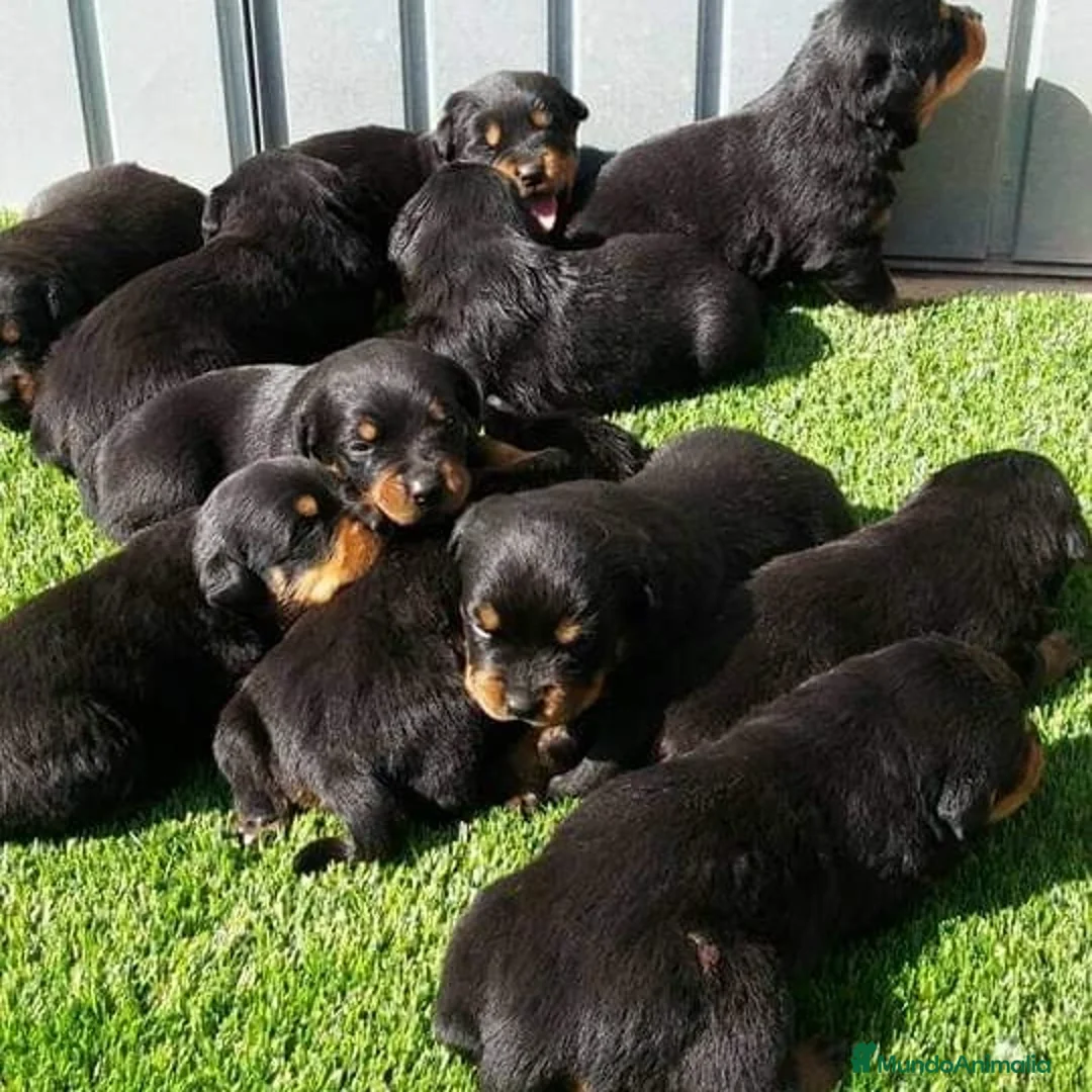Rottweiler perros en venta: Carros de rottweiler  - Anuncio 1