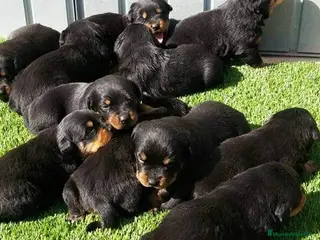 Rottweiler perros Carros de rottweiler - Anuncio 1