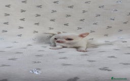 Chihuahua perros en venta: Chihuahua Macho y Hembra  - Imagen 4