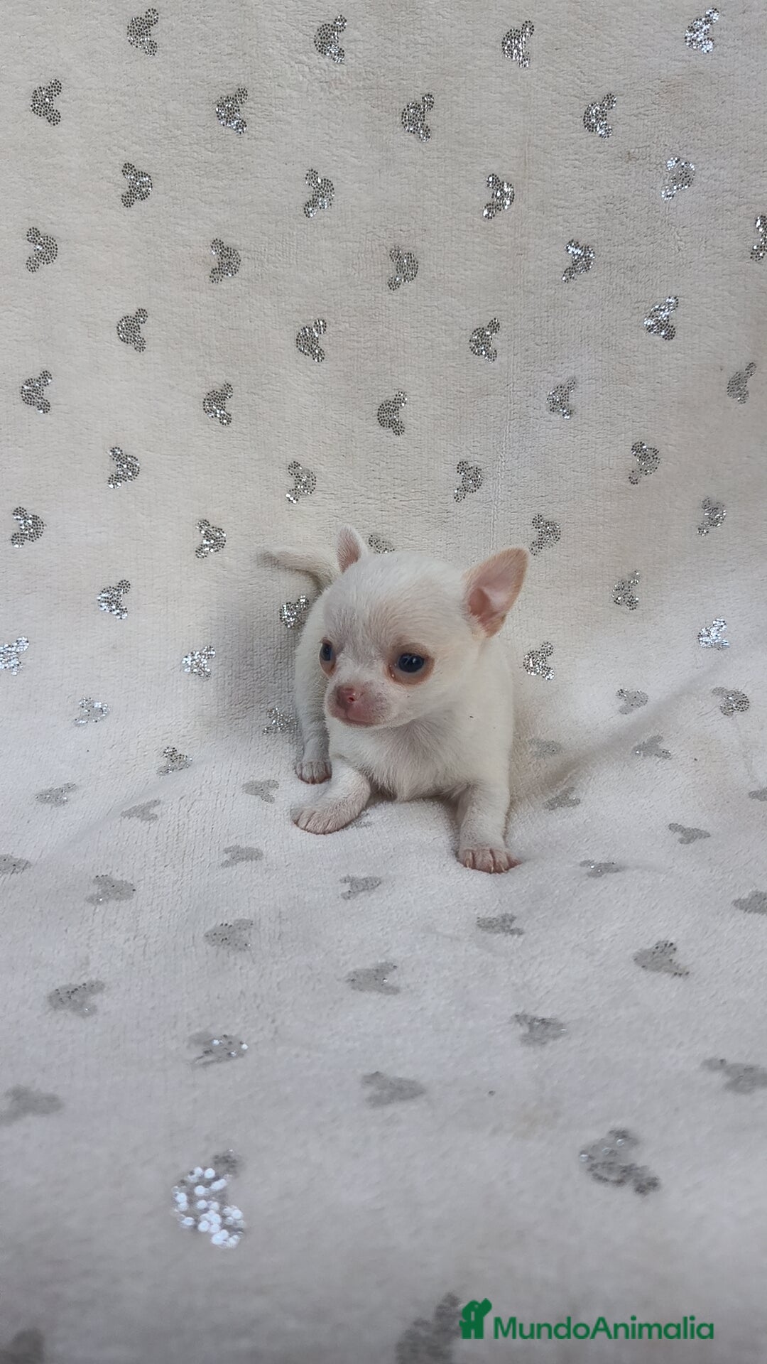 Chihuahua perros en venta: Chihuahua Macho y Hembra  - Imagen 4