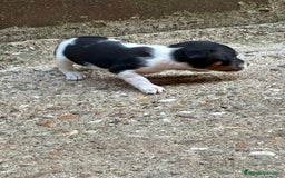 Jack Russell Terrier perros en venta: Nueva camada Jack Russell  - Imagen 4