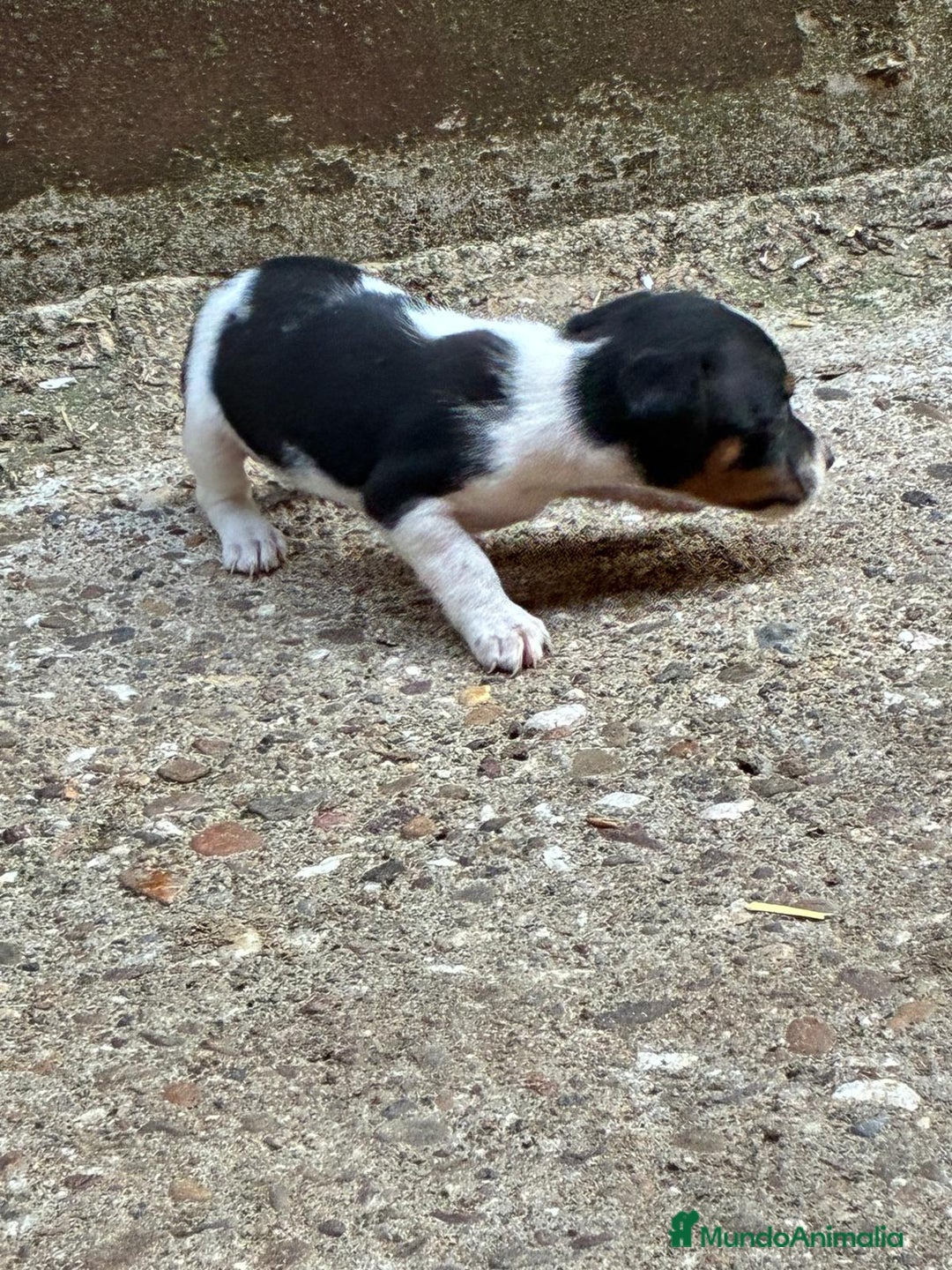 Jack Russell Terrier perros en venta: Nueva camada Jack Russell  - Imagen 4