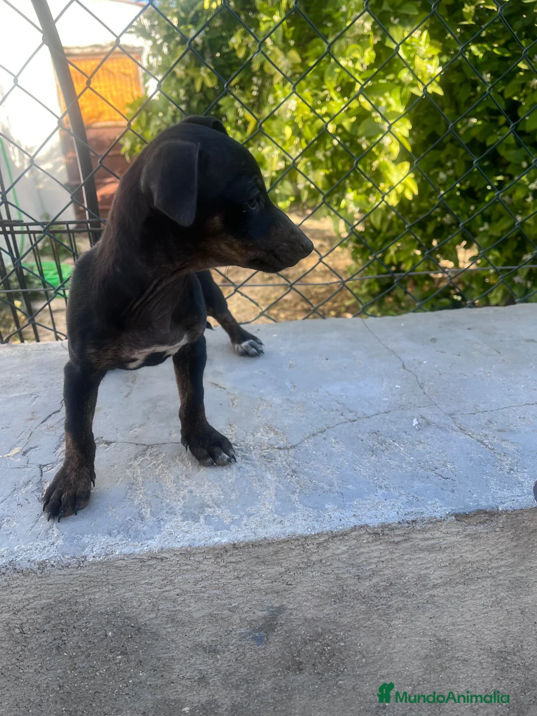 Raza Mixta perros en venta: PRECIOSA CACHORRA (leer bien anuncio) - Anuncio 2