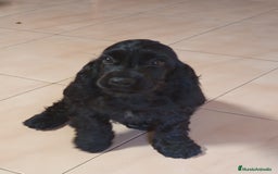 Cocker Spaniel Inglés perros en venta: Cocker - Imagen 3