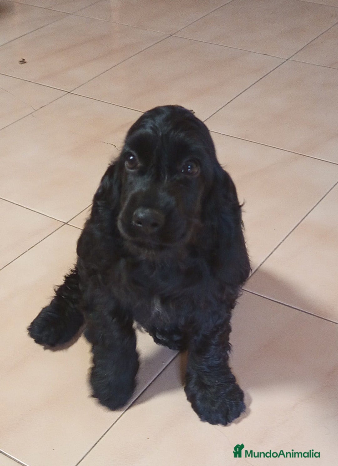Cocker Spaniel Inglés perros en venta: Cocker - Imagen 3