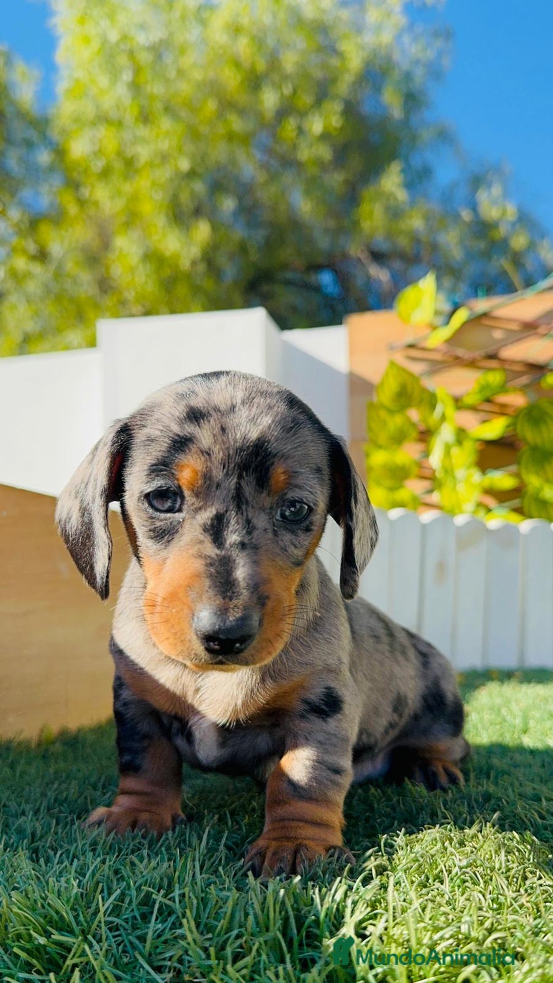 Teckel Miniatura perros en venta: TECKEL MINIATURA HEMBRA - Anuncio 3