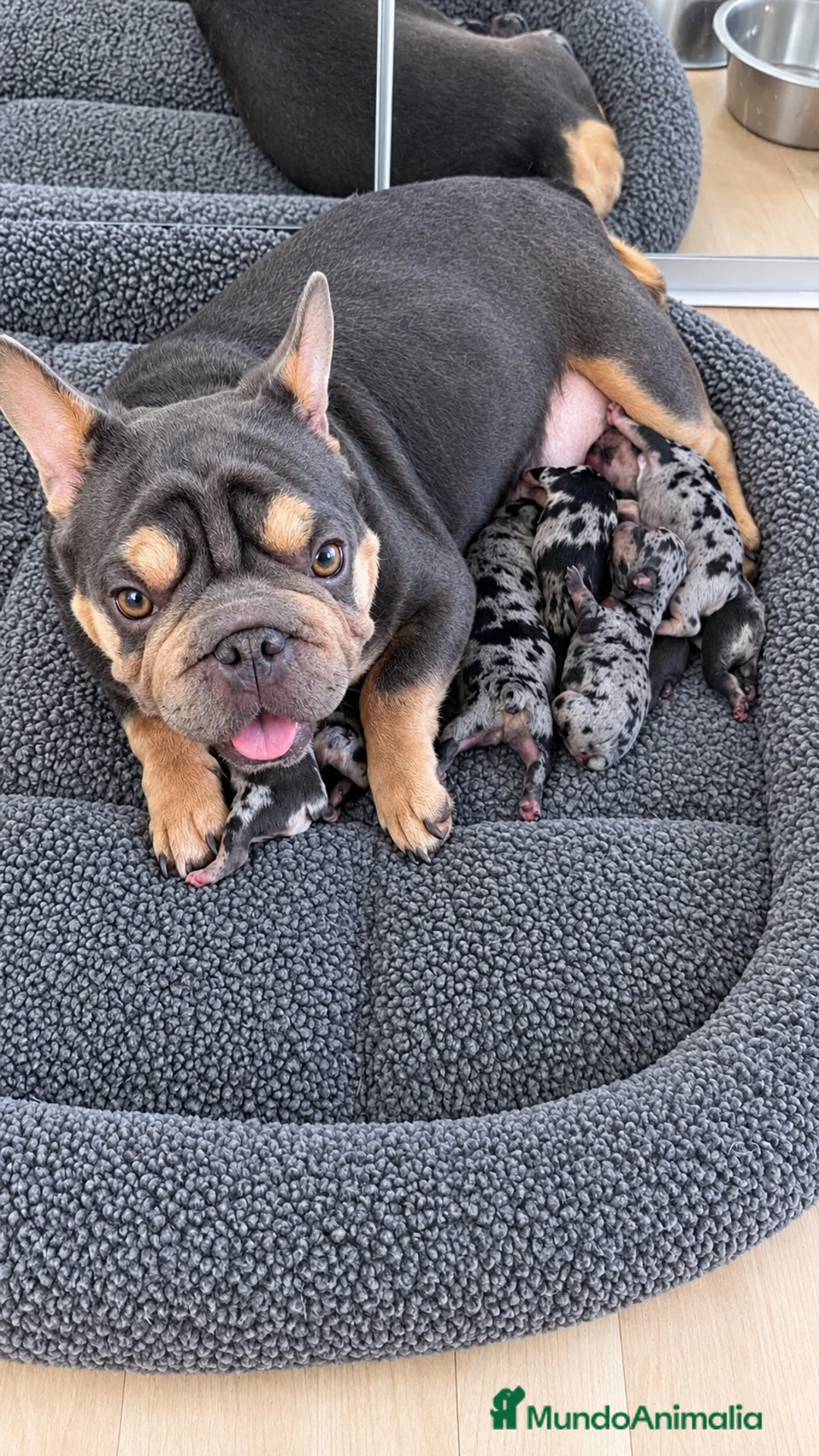 Bulldog Francés perros en venta: BULLDOG FRANCÉS HEMBRA EXÓTICA  - Anuncio 2