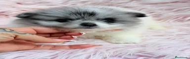 Pomerania 3