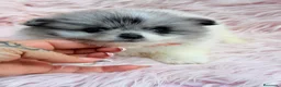 Pomerania perros en venta: POMERANIA - Anuncio 5
