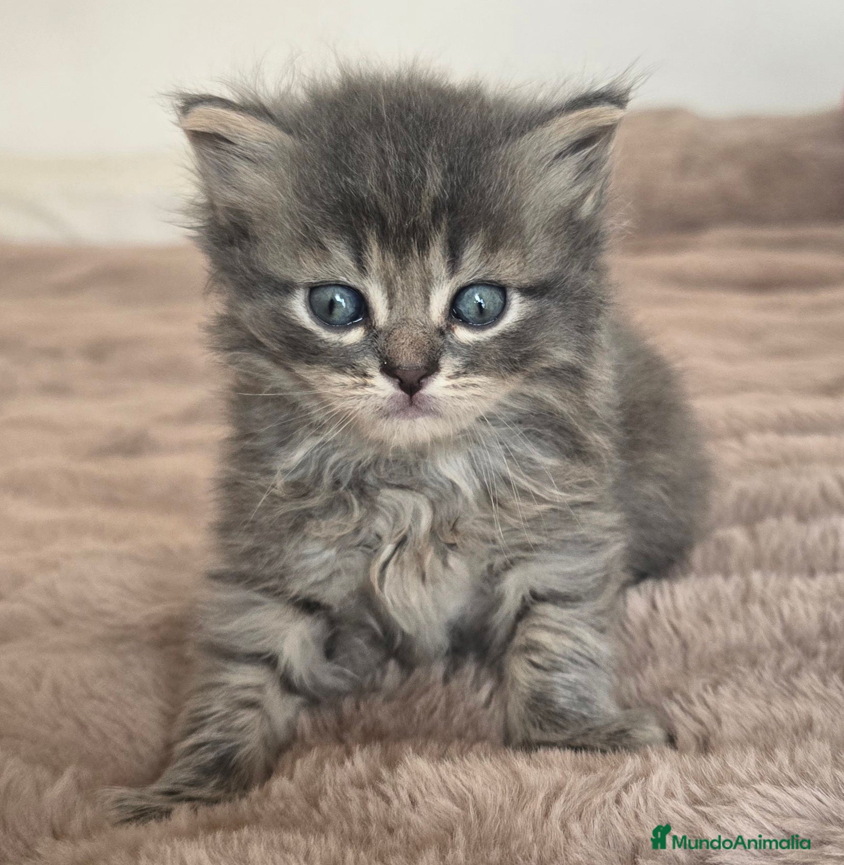 Británico de Pelo Largo gatos Gatcot.com - Anuncio 2