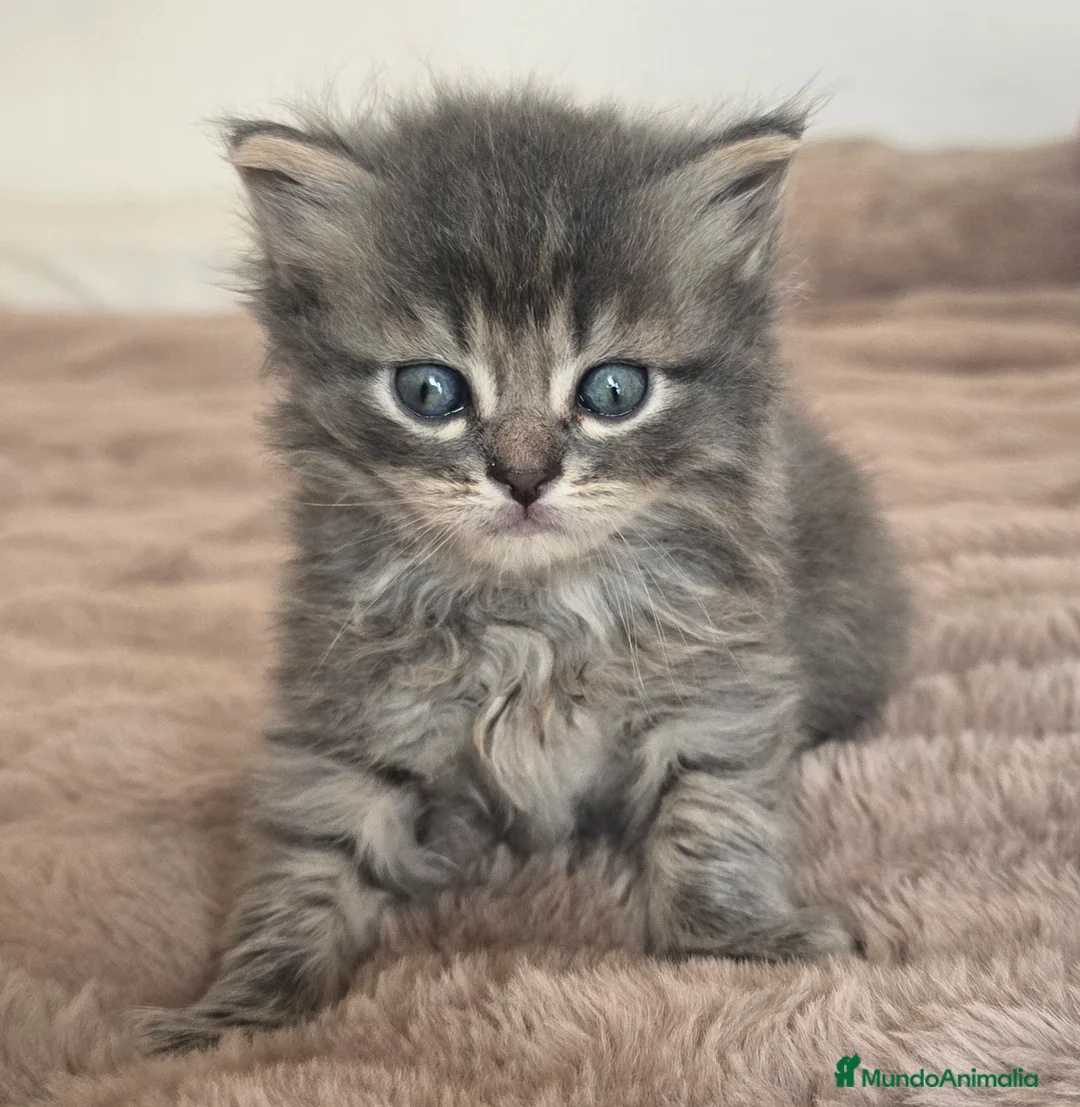 Británico de Pelo Largo gatos en venta: Gatcot.com - Anuncio 1