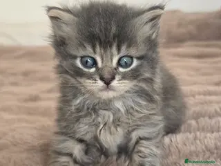 Británico de Pelo Largo gatos Gatcot.com - Anuncio 2