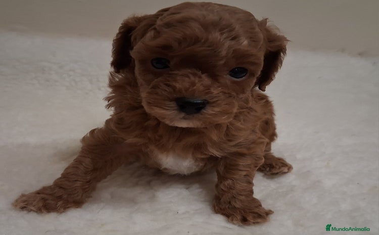 Caniche Toy perros Cachorros caniche toy rojos - Anuncio 1