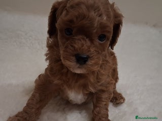 Caniche Toy perros Cachorros caniche toy rojos - Anuncio 2