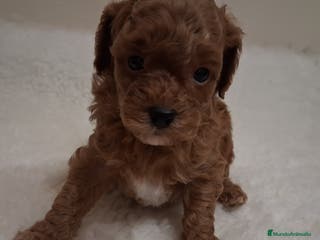 Caniche Toy perros Cachorros caniche toy rojos - Anuncio 21