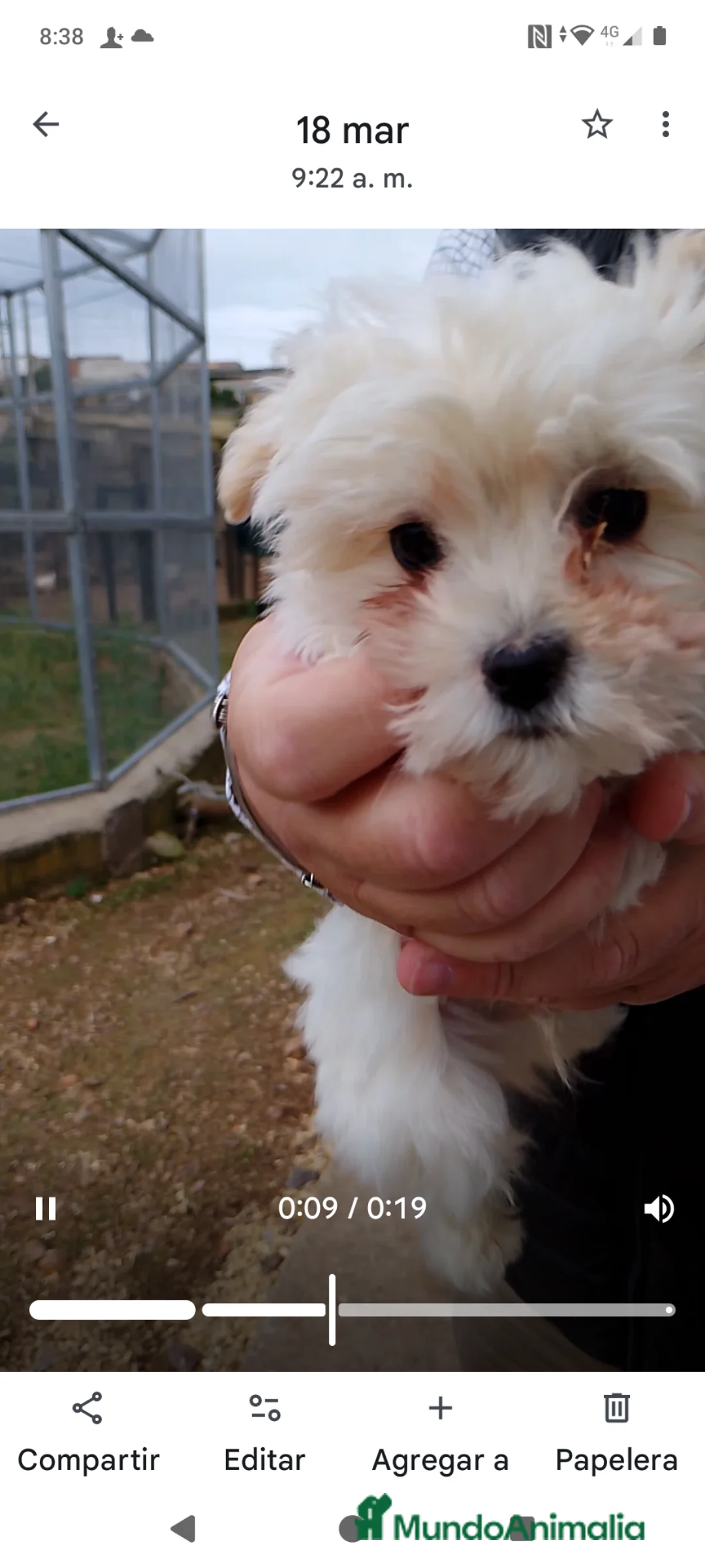 Maltipoo perros en venta: Cachorro Maltipoo macho - Anuncio 2