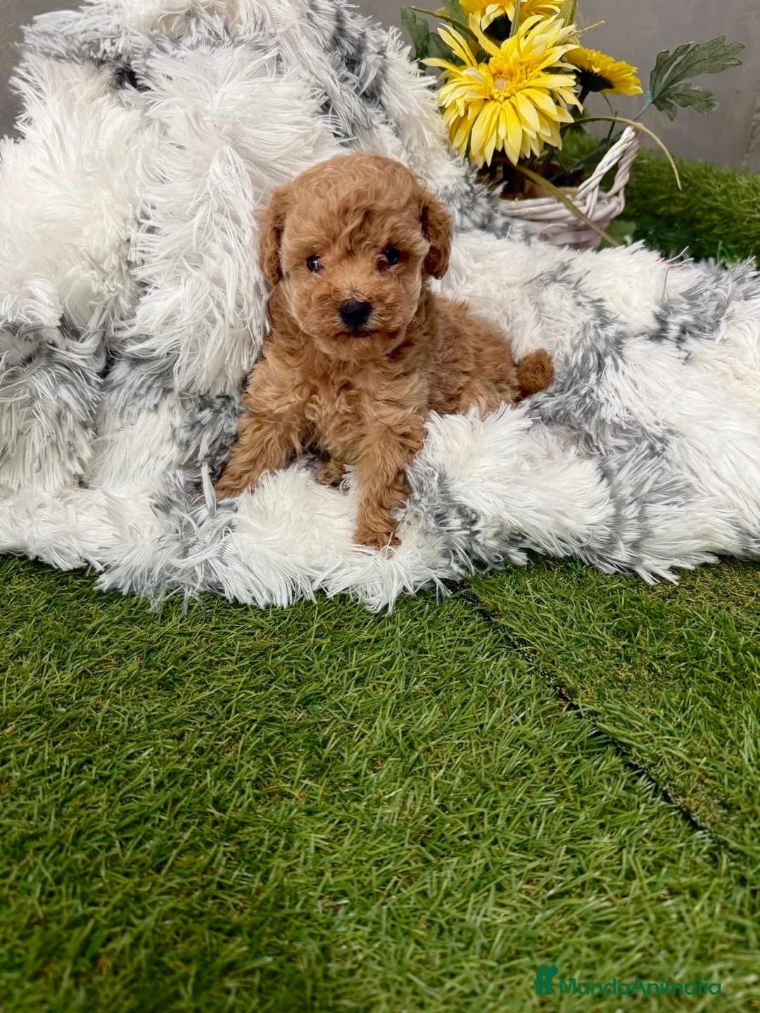 Caniche Toy perros en venta: Caniche Toy tacita de té muy pequeñita!! - Anuncio 2