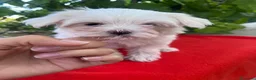 Bichón Maltés perros en venta: PRECIOSA BICHON MALTÉS MINI - Anuncio 3