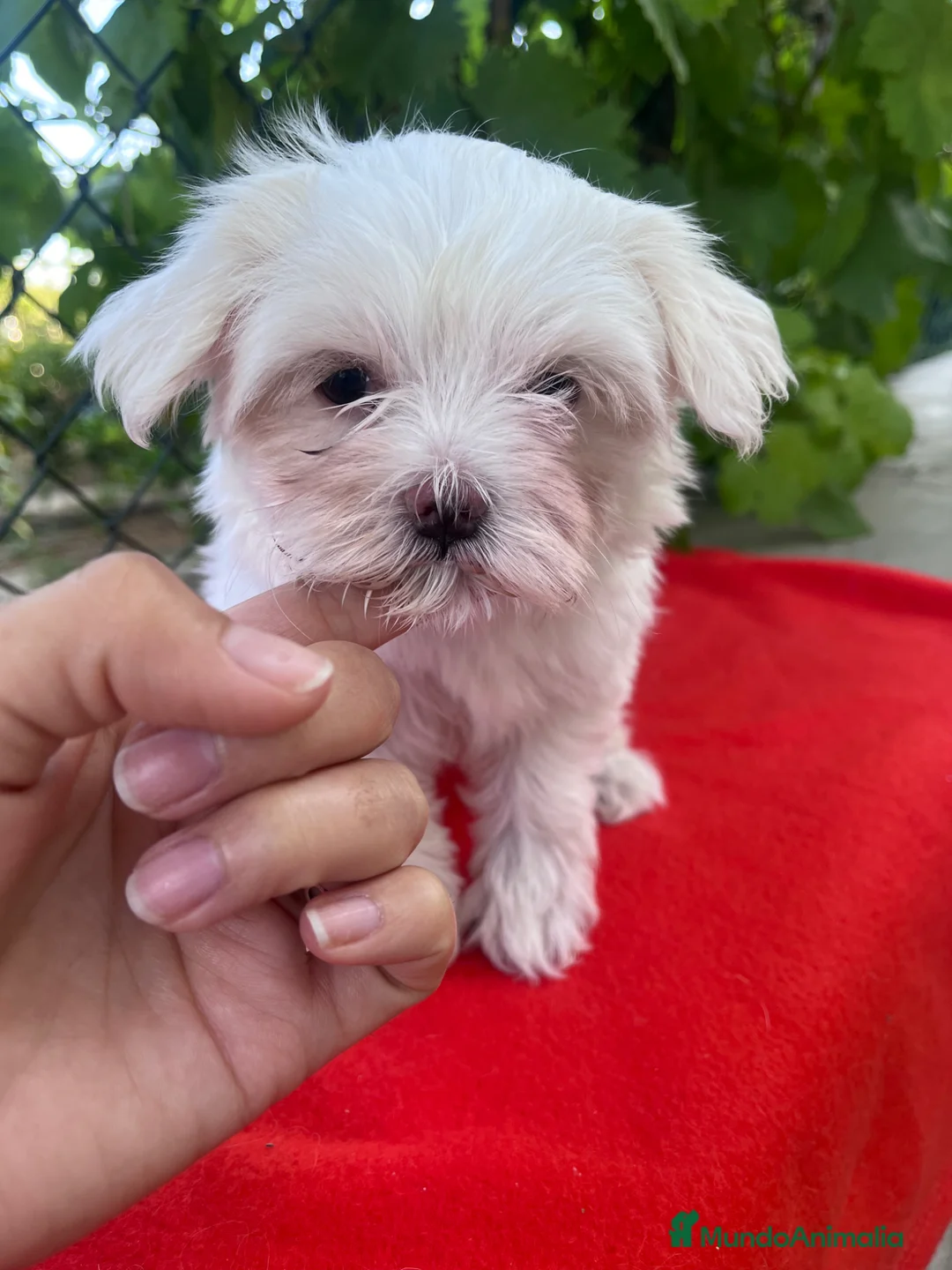 Bichón Maltés perros en venta: PRECIOSA BICHON MALTÉS MINI - Anuncio 3
